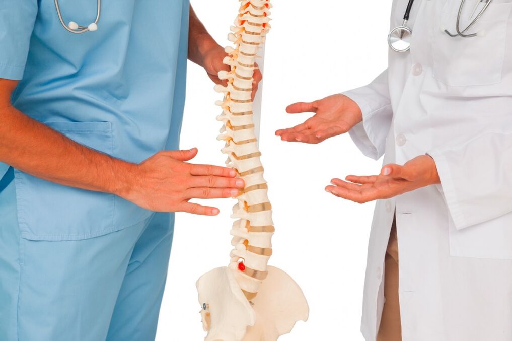 El médico muestra la estructura de la columna en un modelo.